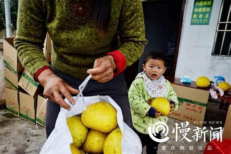 绿萝怎么栽