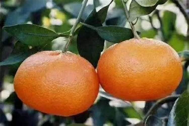 柑橘夏季施什么肥？