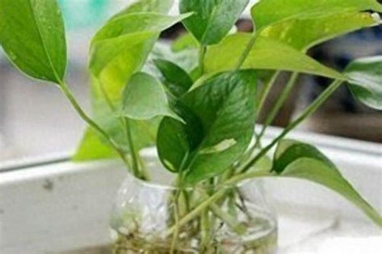 水培绿萝加什么肥料