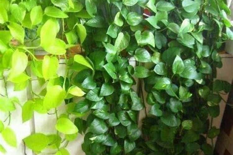 水培绿萝用什么肥料长得快