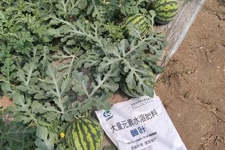 浇小西瓜幼苗用水溶肥用多少克？