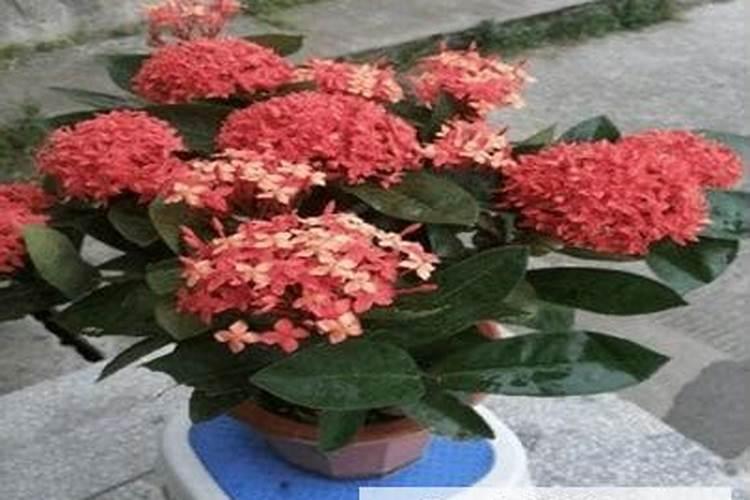 龙船花怎样催花