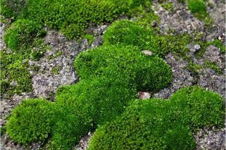 豆角最好的叶面肥