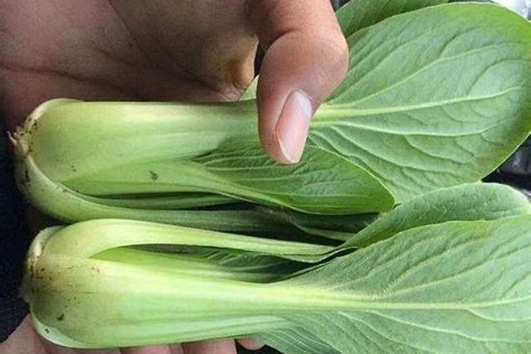 菠菜生长缓慢能打芸苔素吗