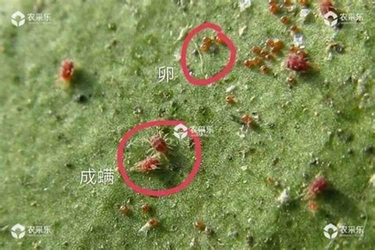 苹果露红期打药配方