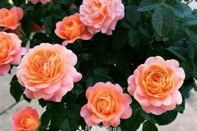 盆栽月季花要施什么肥,一般什么时候施肥？