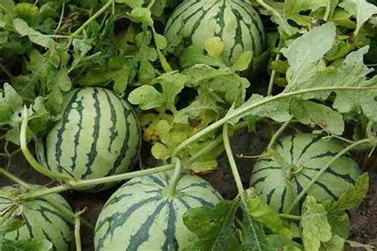 西瓜施什么肥料长的大比较甜