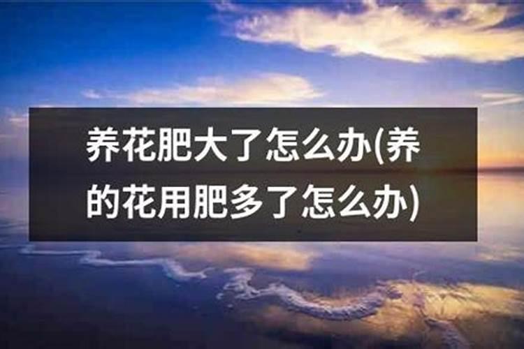蔷薇上了点化肥蔫了咋补救救解