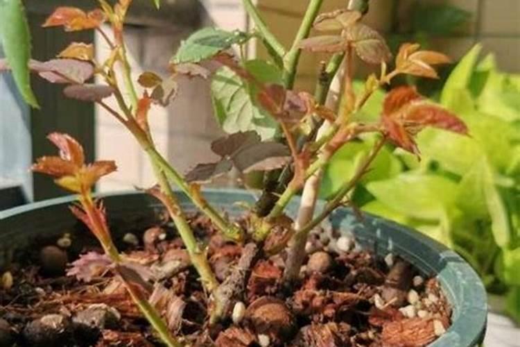 月季花怎么施肥 月季花施什么肥好