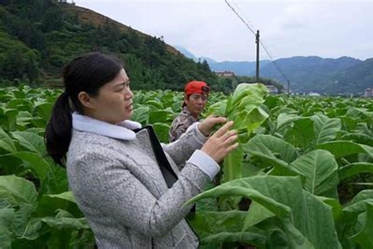 一亩地施多少磷肥合适  磷肥什么时间施最好