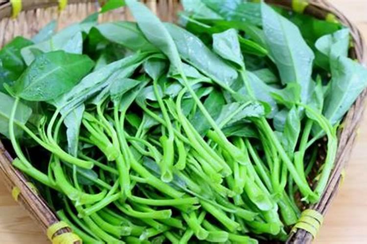 究竟是什么原因让空心菜发黄了？