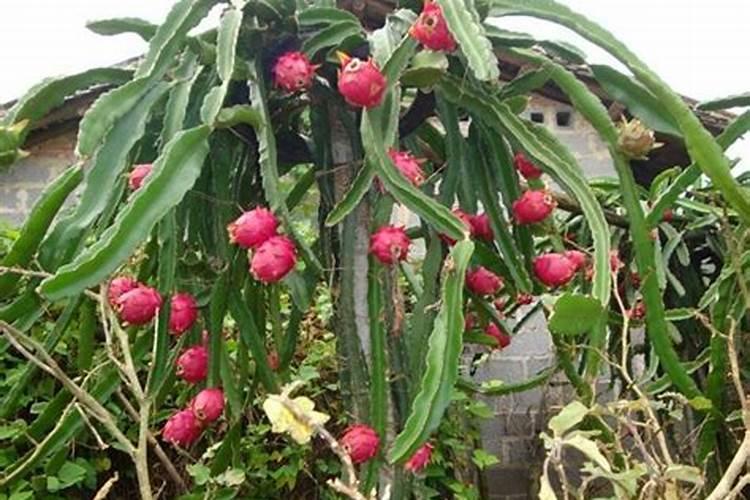 火龙果开花结果时如何施肥会更甜