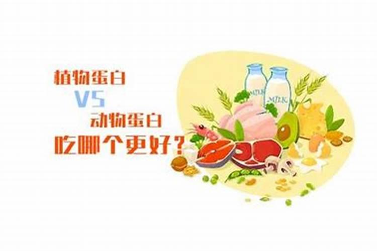 还是植物蛋白好？