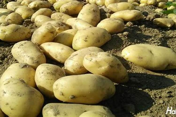 种土豆用什么肥好