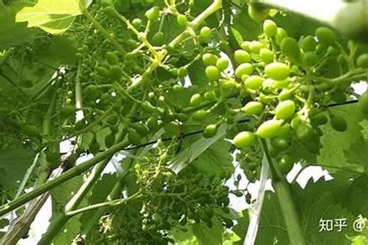 怎样对葡萄树的叶面施肥？