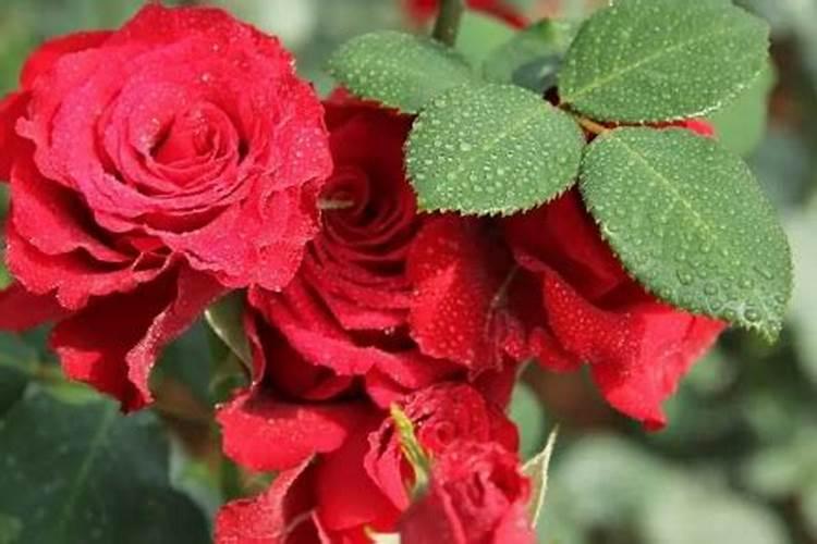 玫瑰花怎么施肥,玫瑰花施氮磷钾肥最为合适
