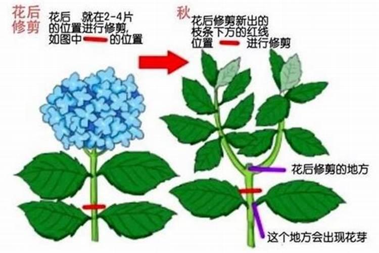 绣球花修剪后施什么肥