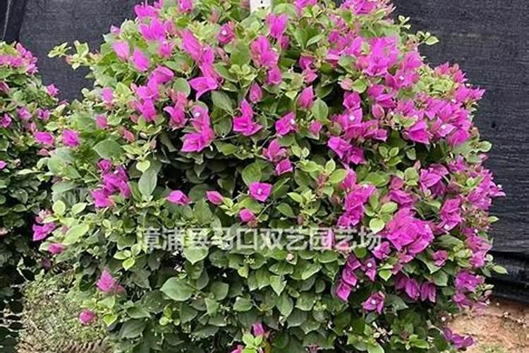 三角梅如何催花 正确的施肥方法