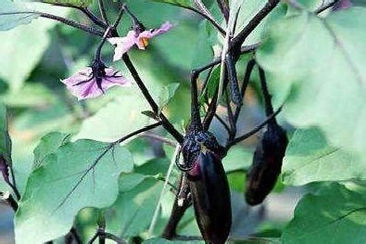 茄子开花不结果怎么办