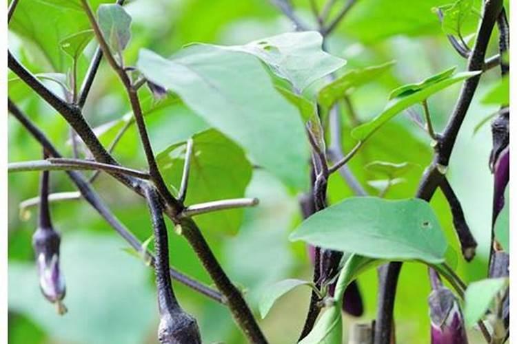 为什么茄子只开花不结果呢