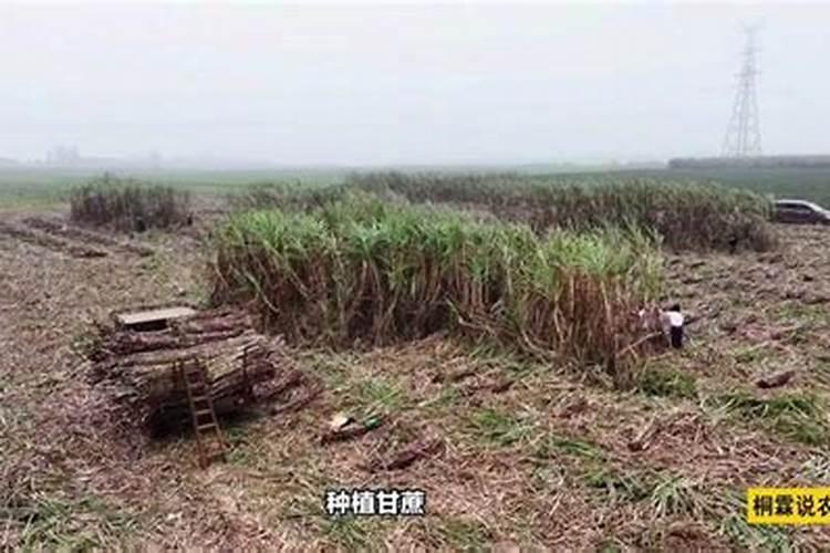 硅肥是什么肥料？硅肥有什么作用？种植农作物如何施用硅肥？