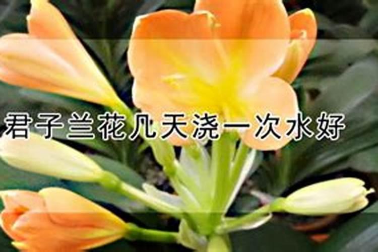 牡丹花在春天怎么施花肥？怎么培养？几天浇水一次？
