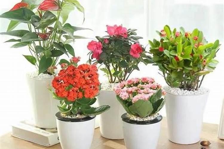 春天月季花怎么施肥