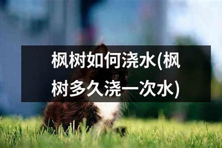 迎春花土里应加什么肥料