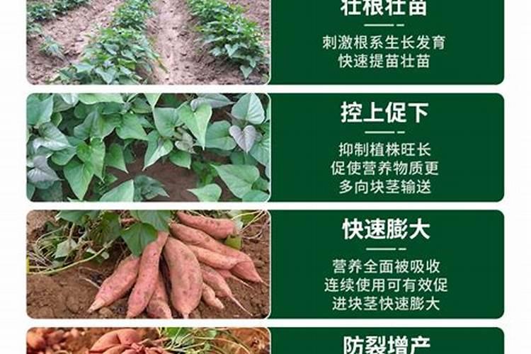 红薯控旺多效唑用量