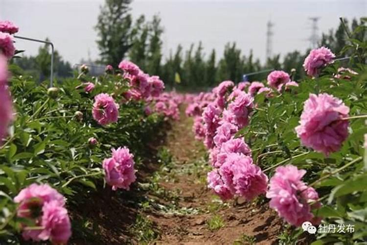 芍药怎么施肥