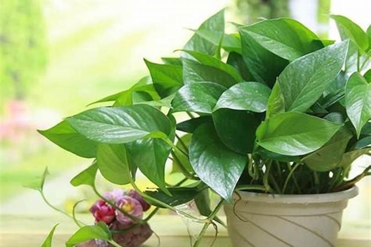 养花氮磷钾口诀,氮磷钾肥怎样施肥效果好