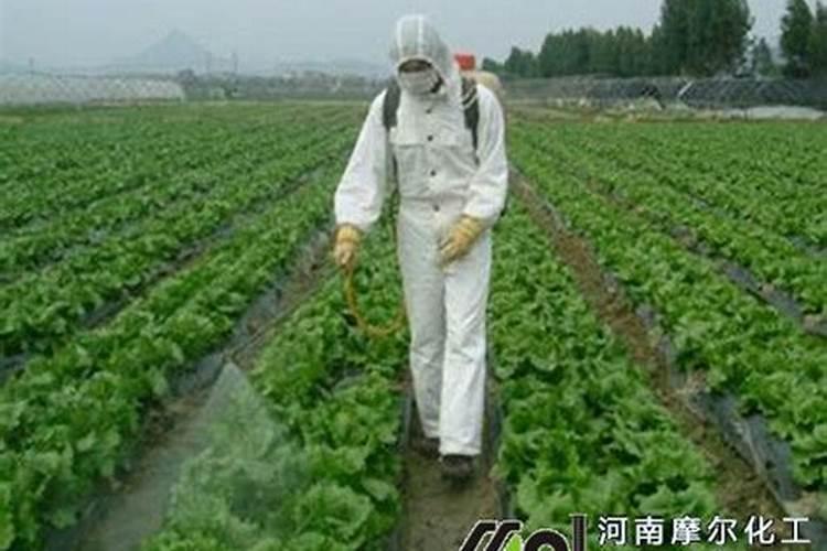 蔬菜喷施含硒叶面肥能增加硒含量吗