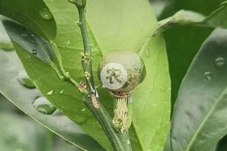 柑橘的施肥方式有哪些？