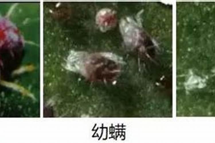 月季招红蜘蛛怎么处理？