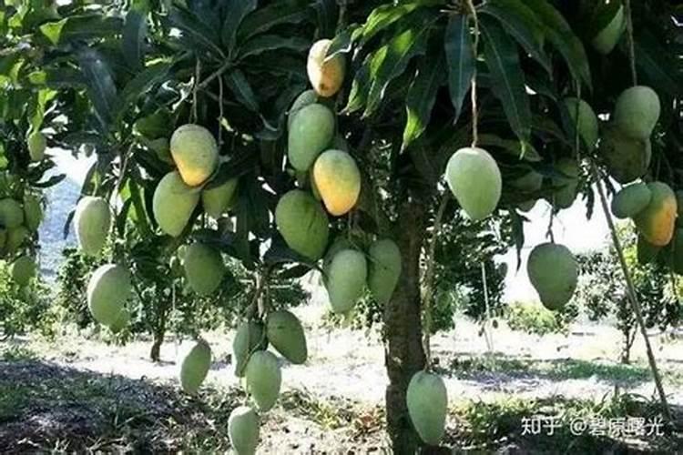 芒果这么大打什么杀菌剂不会影响果实正常生长？谢谢