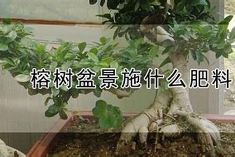 榕树盆景施什么肥料