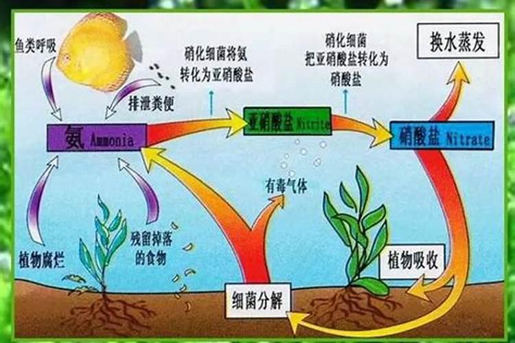 氨,胺,铵的区别