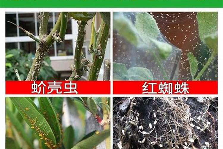 磷肥有哪些 有哪些是磷肥