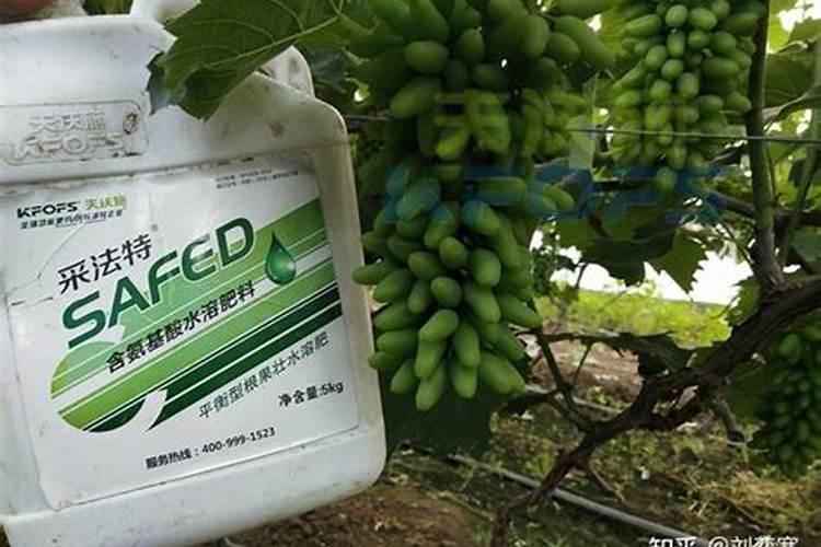 葡萄膨果肥用什么肥最好,葡萄的施肥时间是哪个时候