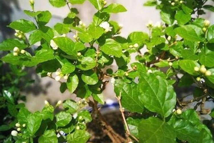 茉莉花施什么肥最好 适合用什么肥料