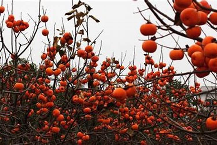 柿子树施什么肥最好