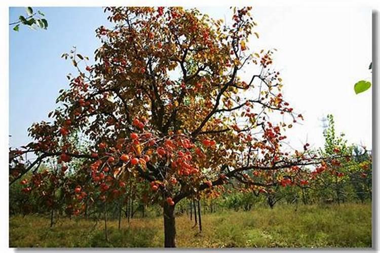 柿子树上什么肥料