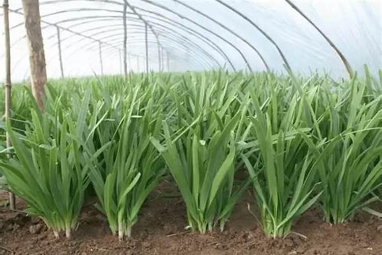 大棚韭菜冲施硝酸铵钙可以吗？