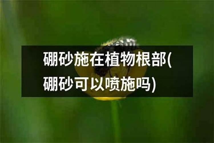 硼砂可以做肥料吗