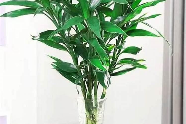 富贵竹怎么养？放在水瓶还是花盆里？