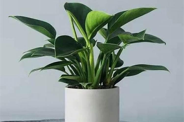 小金砖怎么服用比较好？