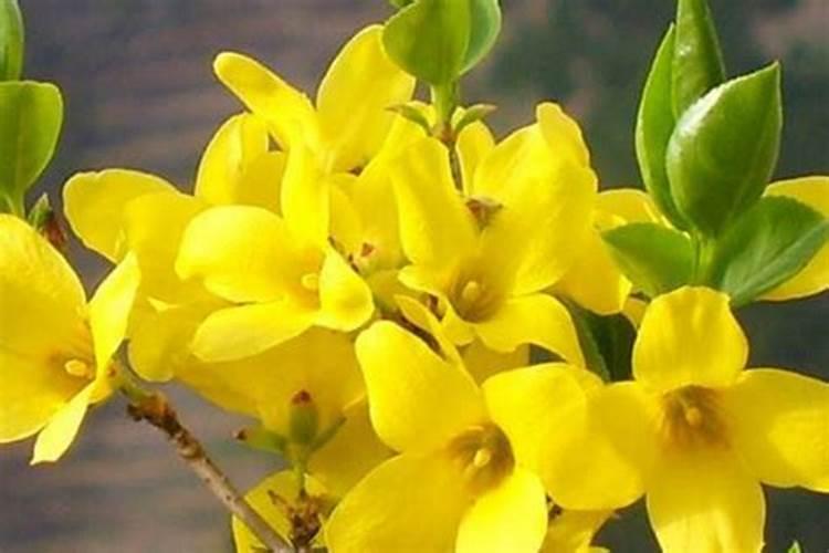 盆栽迎春花开春啥时候出室？