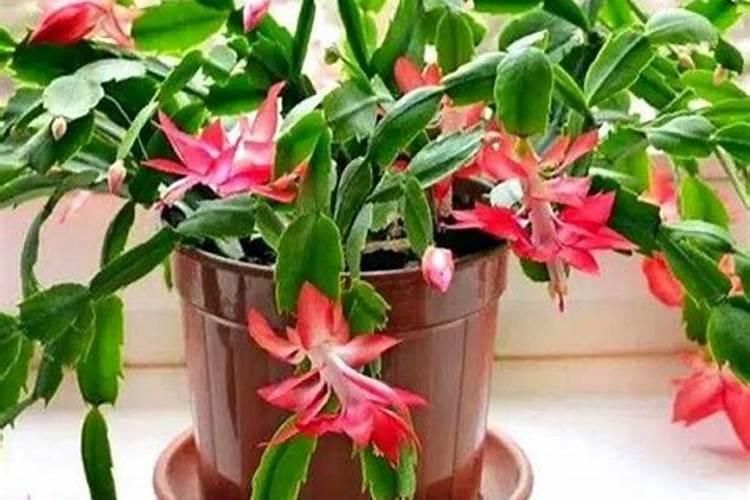 苹果树补钙的叶面肥有哪些