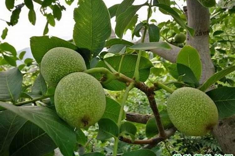 核桃树先是叶子发黑,然后发黄树枯死,请问是什么病,怎么预防