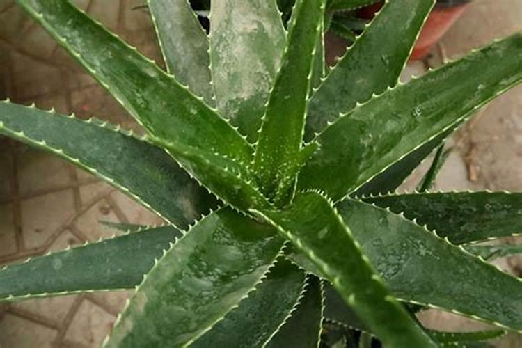 芒果种植希要什么肥料？